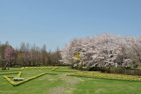 東日本復興支援プロジェクト「花譜」