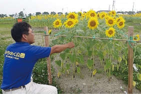 仙台空港付近にヒマワリの地上絵を植栽