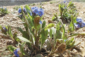 東日本復興支援プロジェクト「花譜」