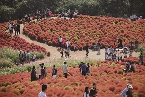 高度な花修景による利用促進