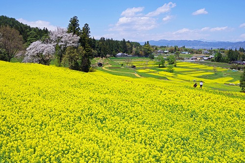 国営アルプスあづみの公園1