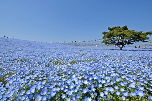 ひたち 海浜 公園