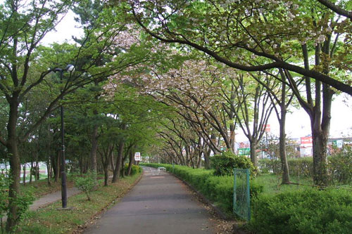 森林公園緑道1