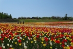 国営滝野すずらん丘陵公園