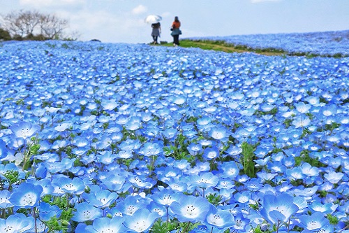 国営海の中道海浜公園1